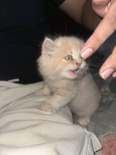 Cat for sale