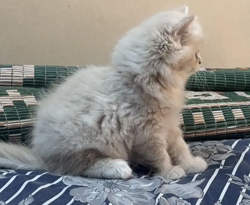 Cat for sale — photo 2