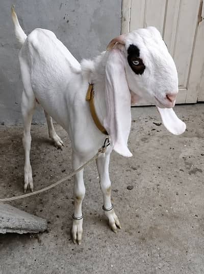 Gulabi Rajanpuri bakra