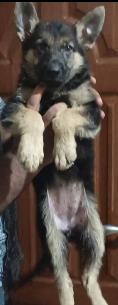 very beautiful  puppy  first vaccine done