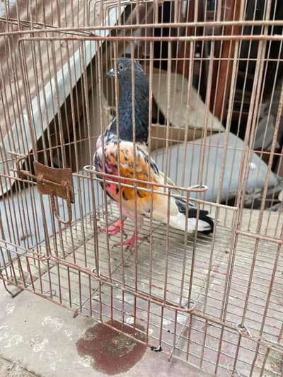 Ferozpuri. . . Lakhi male female