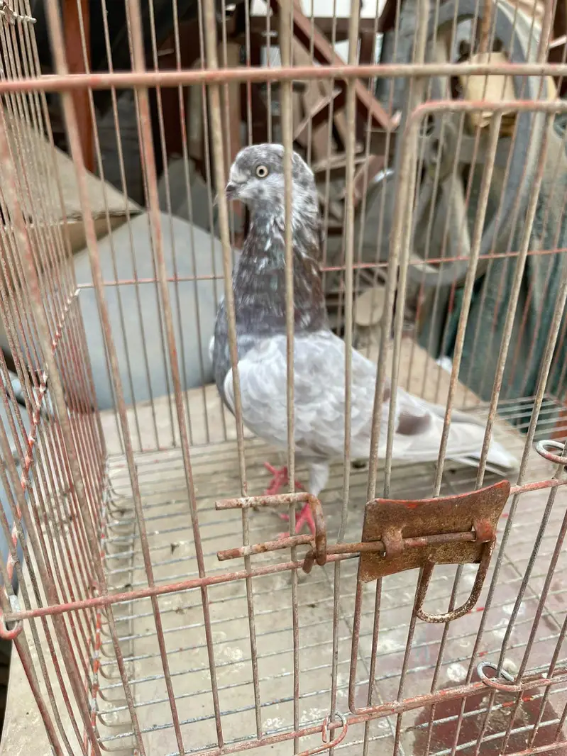 Ferozpuri. . . Lakhi male female — photo 2