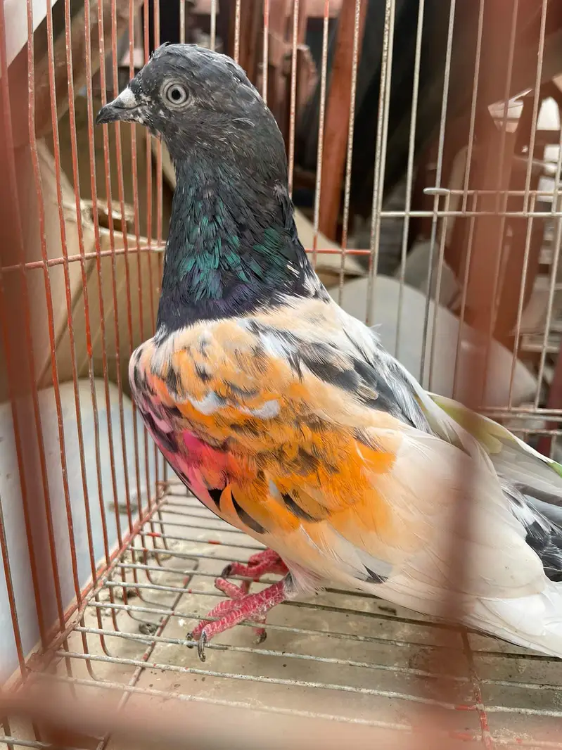 Ferozpuri. . . Lakhi male female — photo 3
