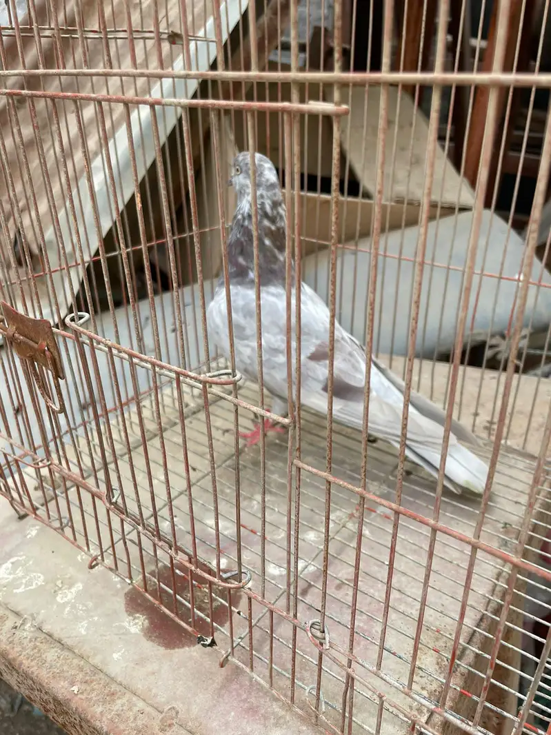 Ferozpuri. . . Lakhi male female — photo 4
