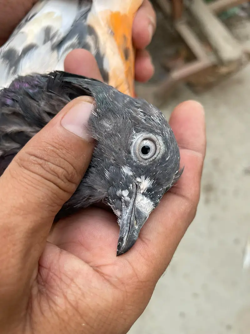 Ferozpuri. . . Lakhi male female — photo 5