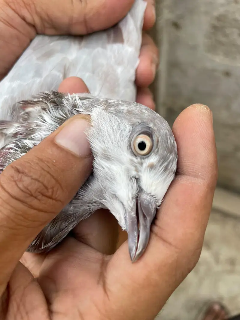 Ferozpuri. . . Lakhi male female — photo 7
