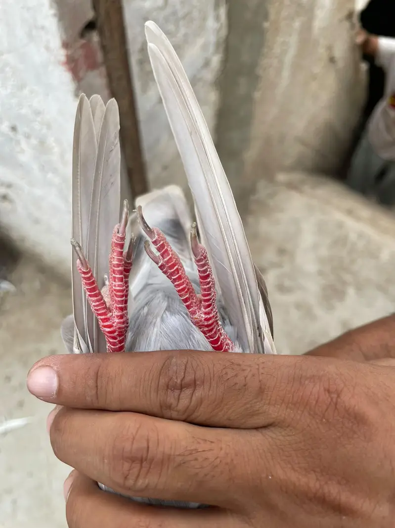 Ferozpuri. . . Lakhi male female — photo 9