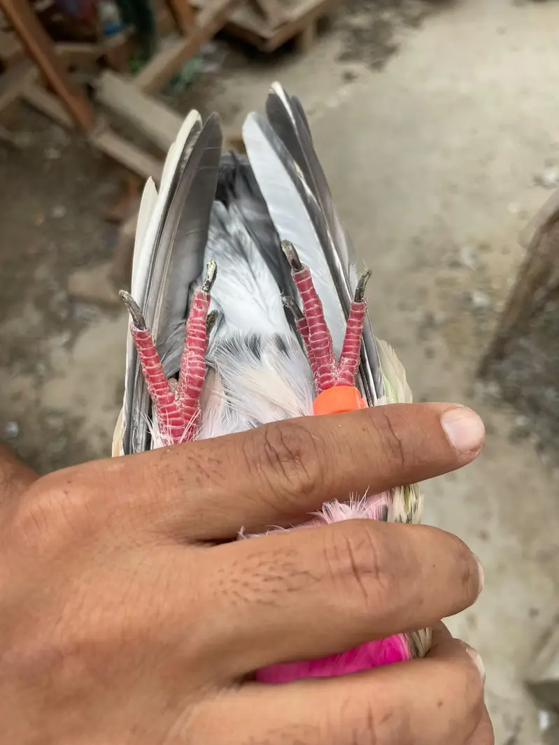 Ferozpuri. . . Lakhi male female — photo 10