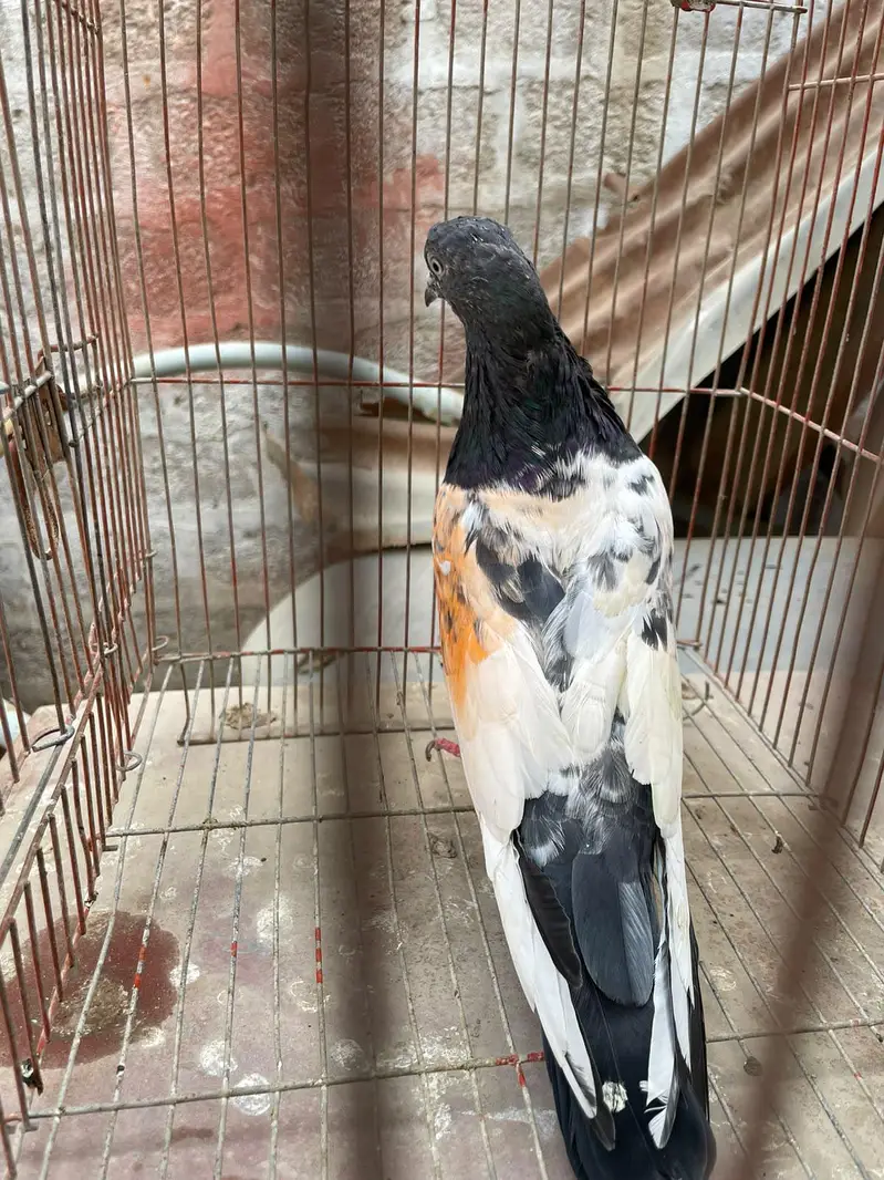 Ferozpuri. . . Lakhi male female — photo 11