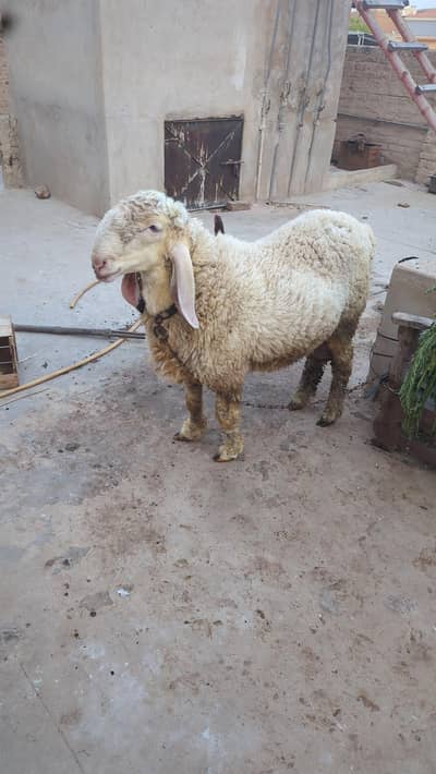 kajla cross pink dumba for sell