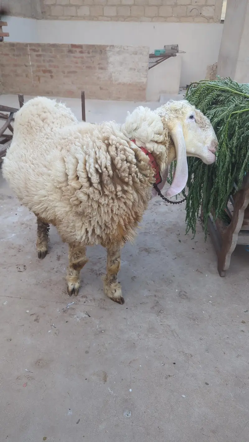 kajla cross pink dumba for sell — photo 2