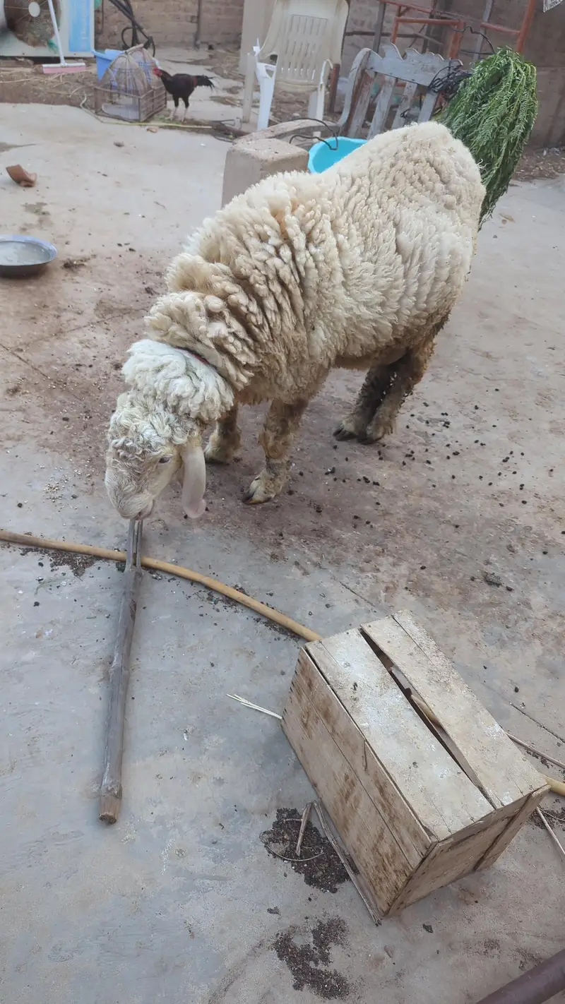 kajla cross pink dumba for sell — photo 3