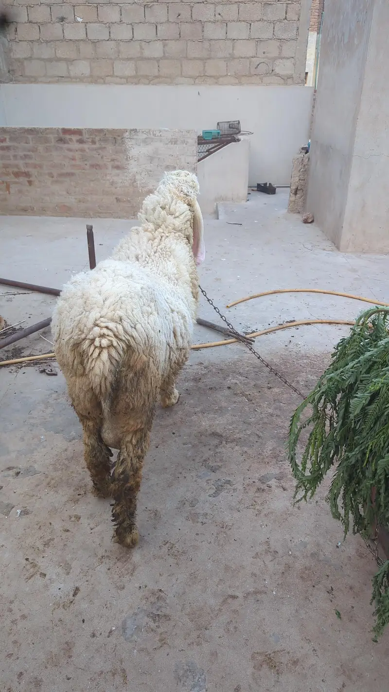kajla cross pink dumba for sell — photo 4
