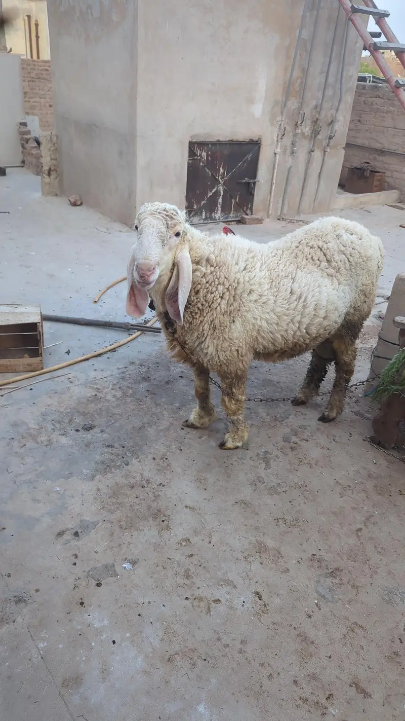 kajla cross pink dumba for sell — photo 5