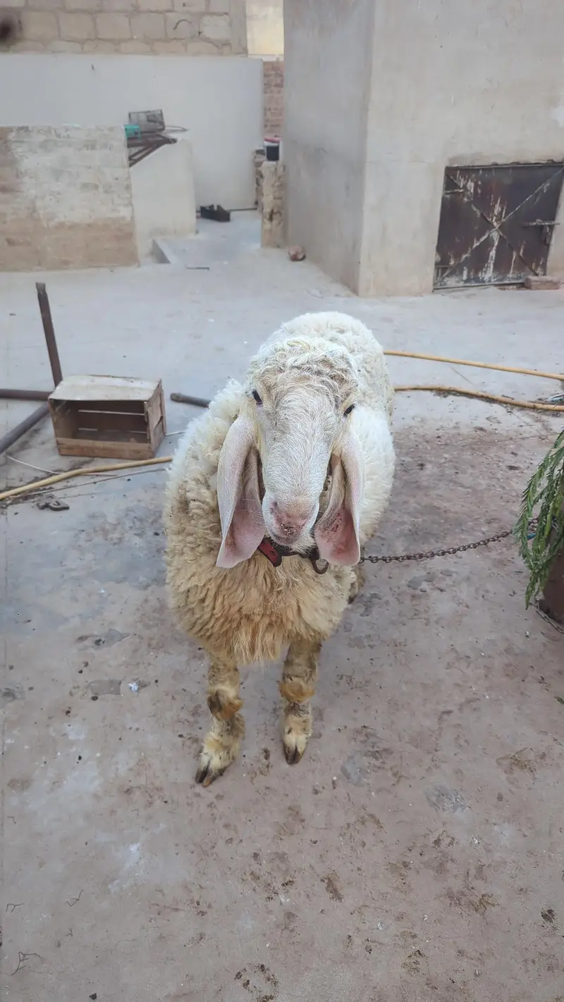 kajla cross pink dumba for sell — photo 6