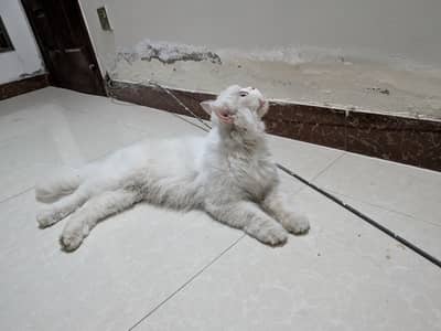 Persian cat