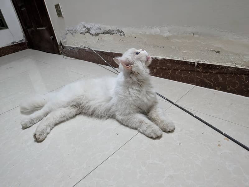 Persian cat 0