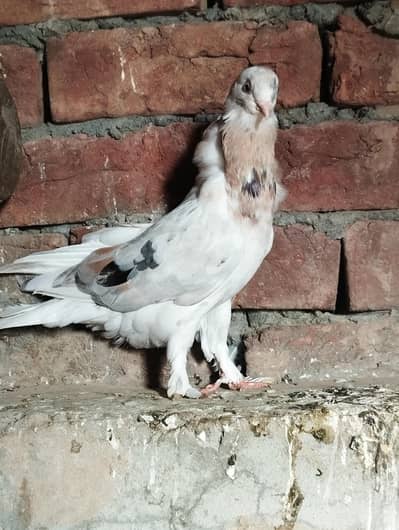 Long face full breeder female 03110144020