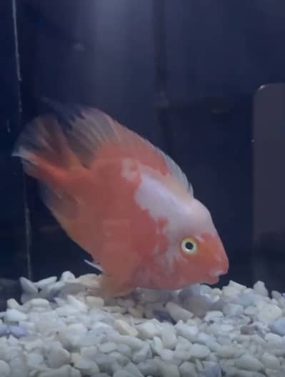 Santa Parrot fish and Jack Dempsey