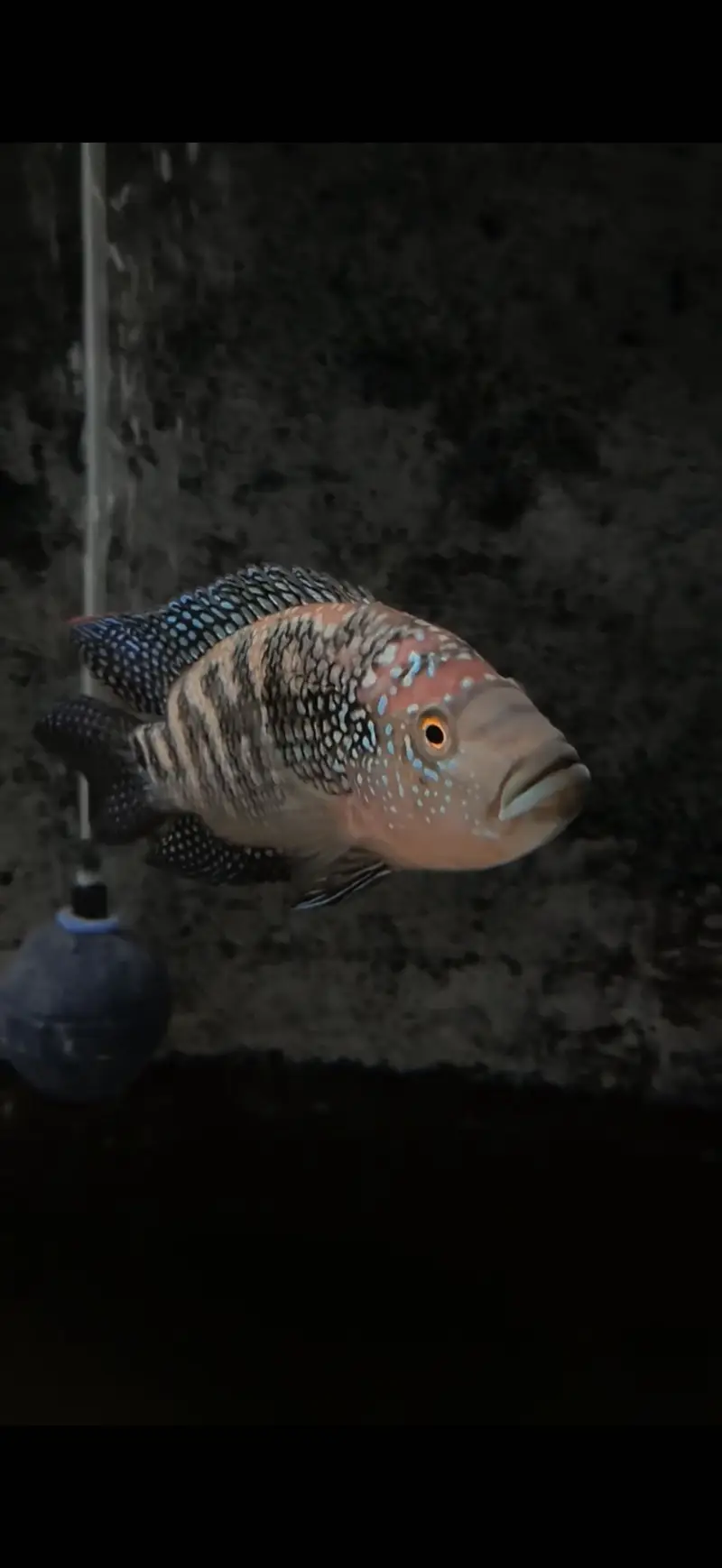 Santa Parrot fish and Jack Dempsey — photo 2
