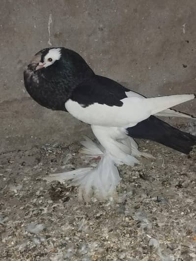 magpie (ballon) 100% breeder male important blood