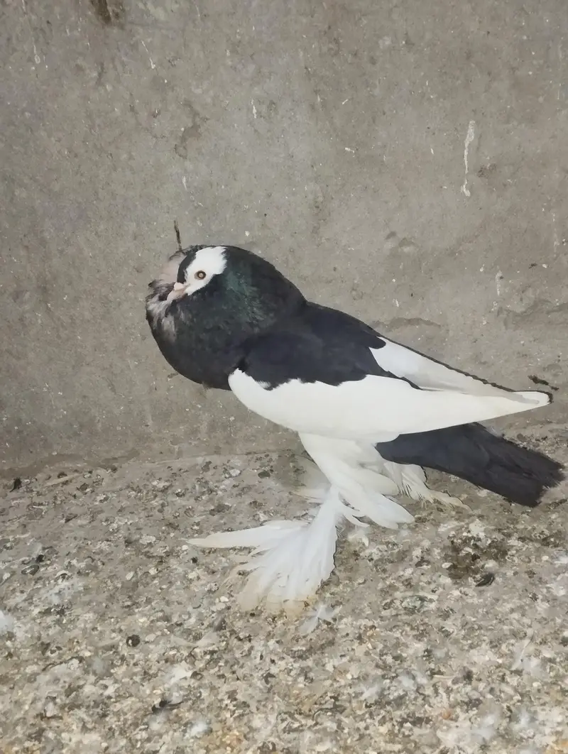 magpie (ballon) 100% breeder male important blood — photo 2