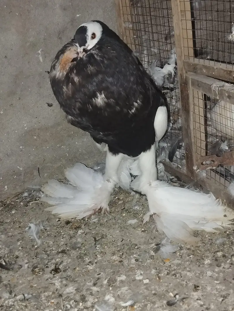 magpie (ballon) 100% breeder male important blood — photo 3