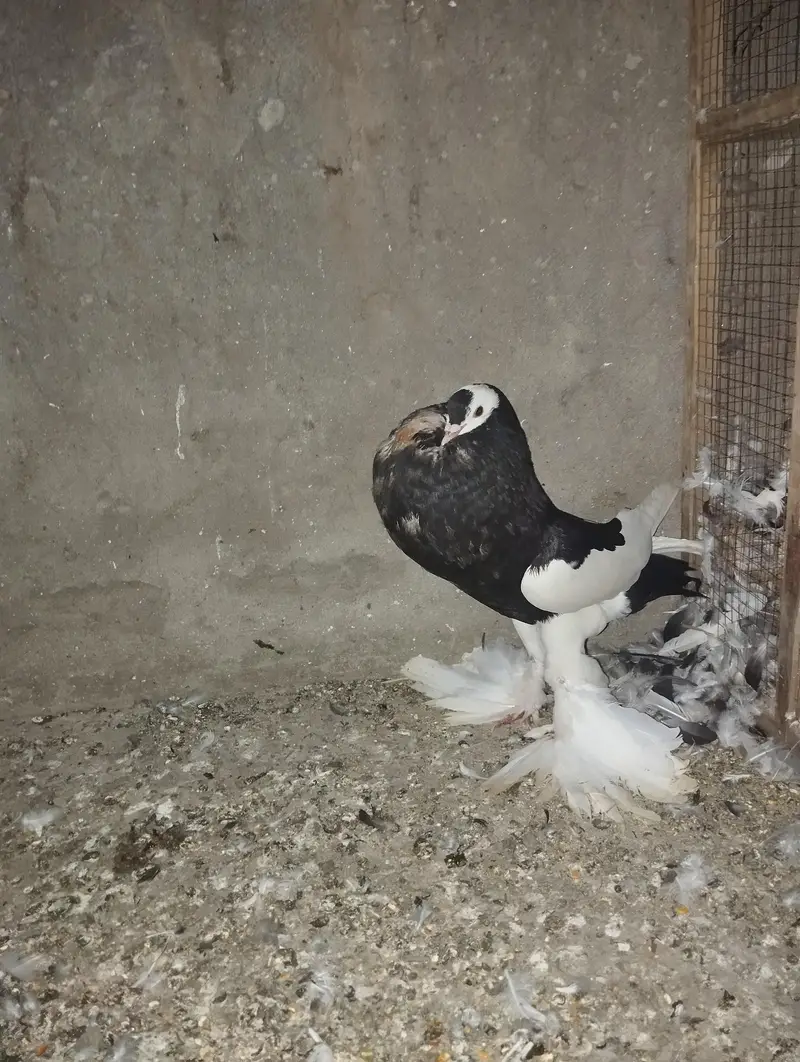 magpie (ballon) 100% breeder male important blood — photo 4