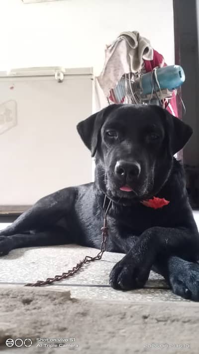 Labrador female