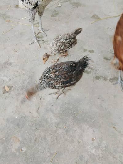dysi misri chicks