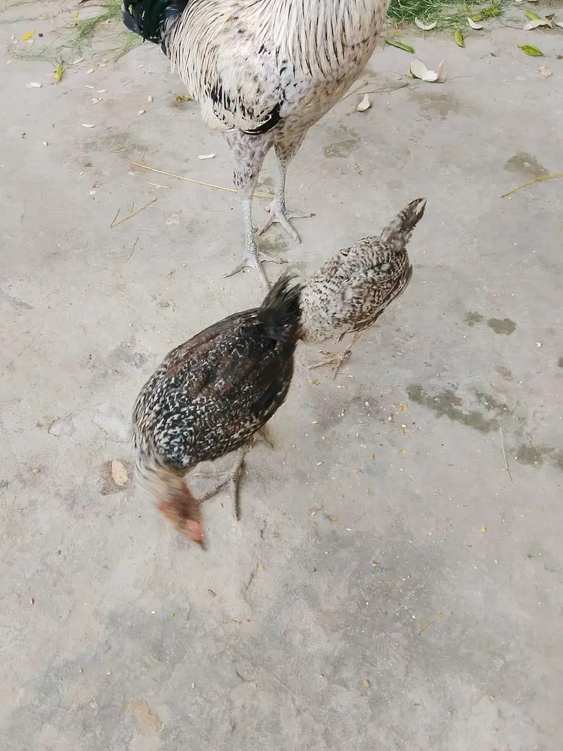 dysi misri chicks — photo 2
