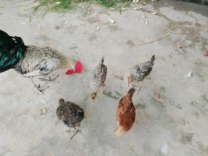 dysi misri chicks — photo 3