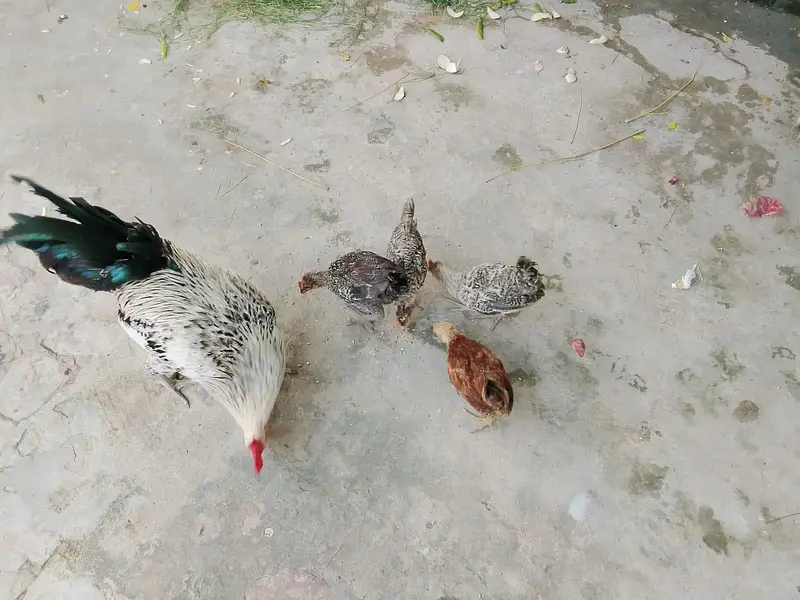 dysi misri chicks — photo 4