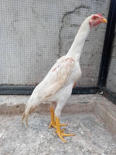 Pure White shamo