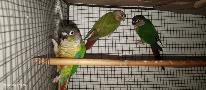 pineapple canure parrot