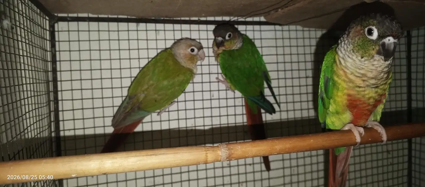 pineapple canure parrot — photo 2