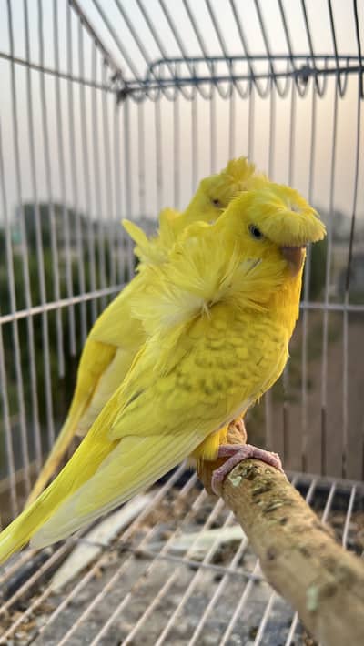 Hogoromo Red eyes breeder pair