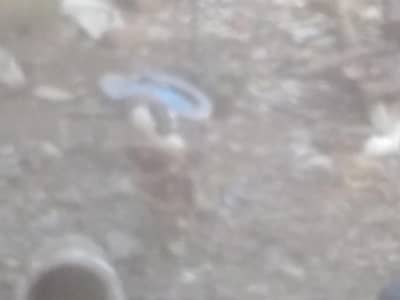 mouscovy female duck and chicks for sale