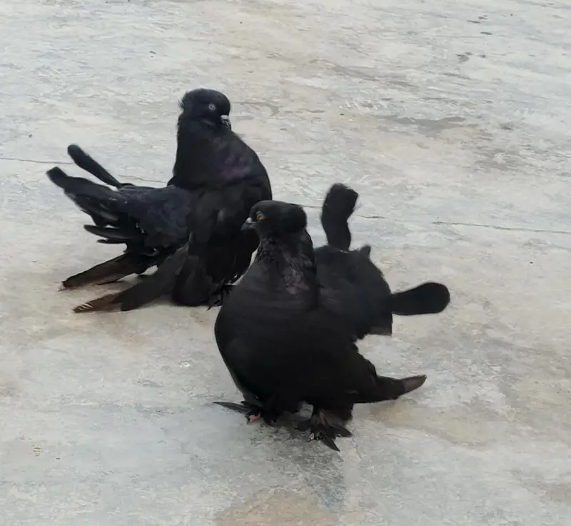 English Fantail — photo 2