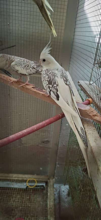 cocktail eno into vpied breeder pair