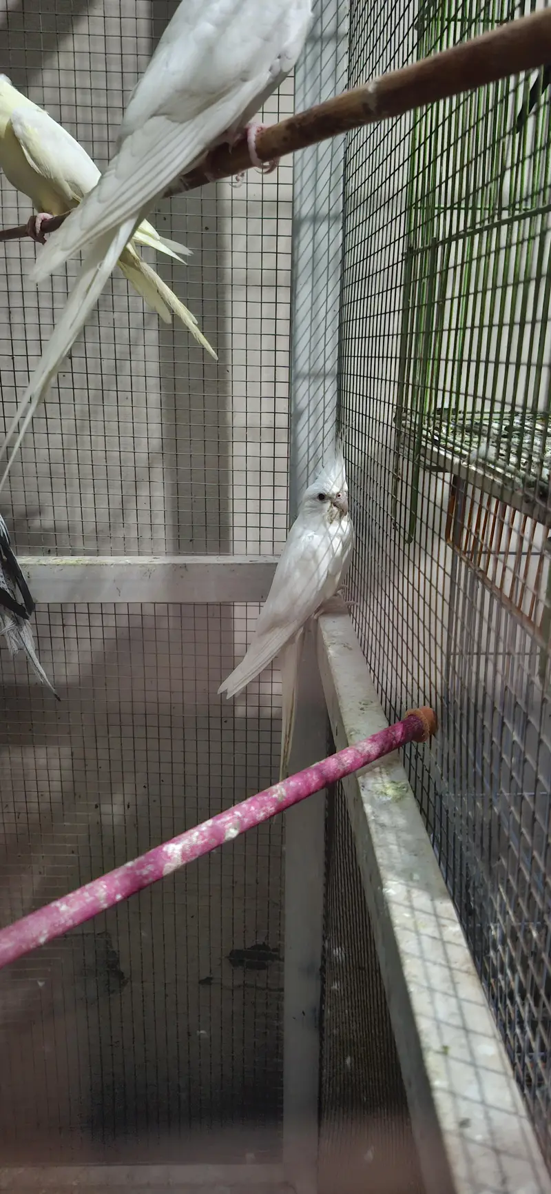 cocktail eno into vpied breeder pair — photo 2