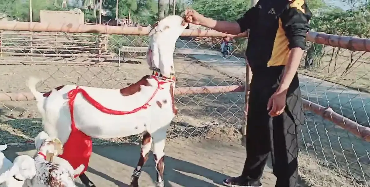 desi Bakri for Sale Call 03242700765 — photo 2