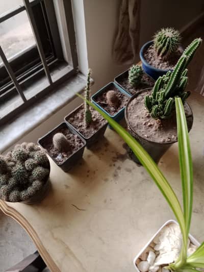 cactus varitery
