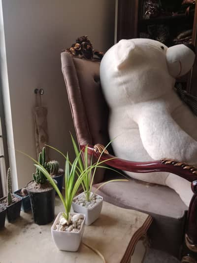 cactus varitery