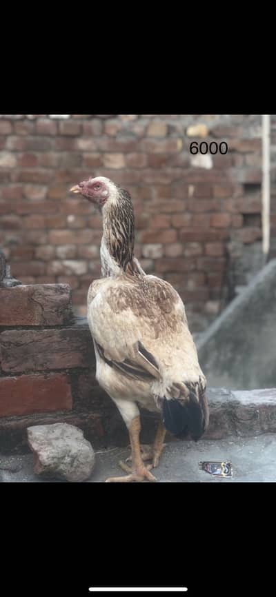 Aseel old blood line hens