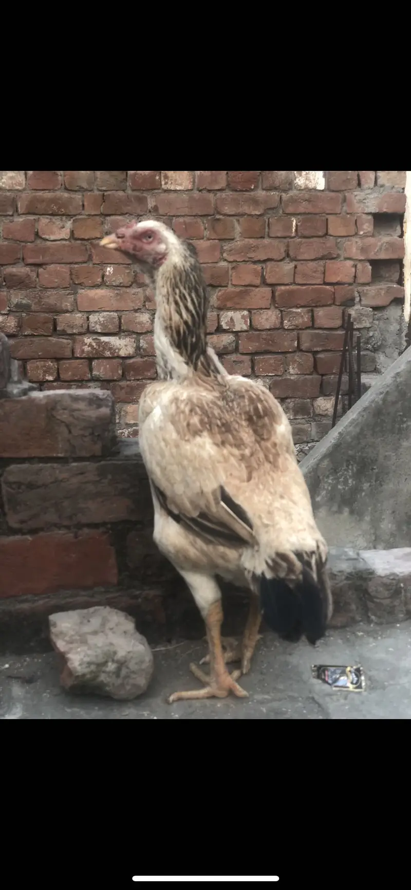 Aseel old blood line hens — photo 2