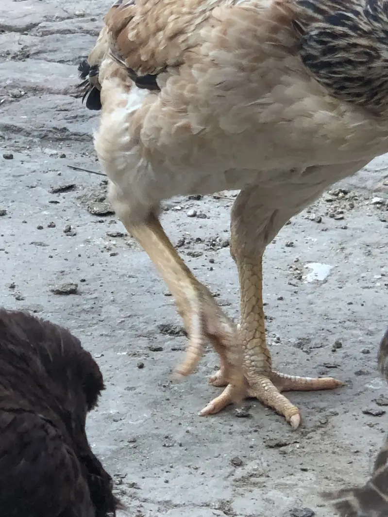 Aseel old blood line hens — photo 3