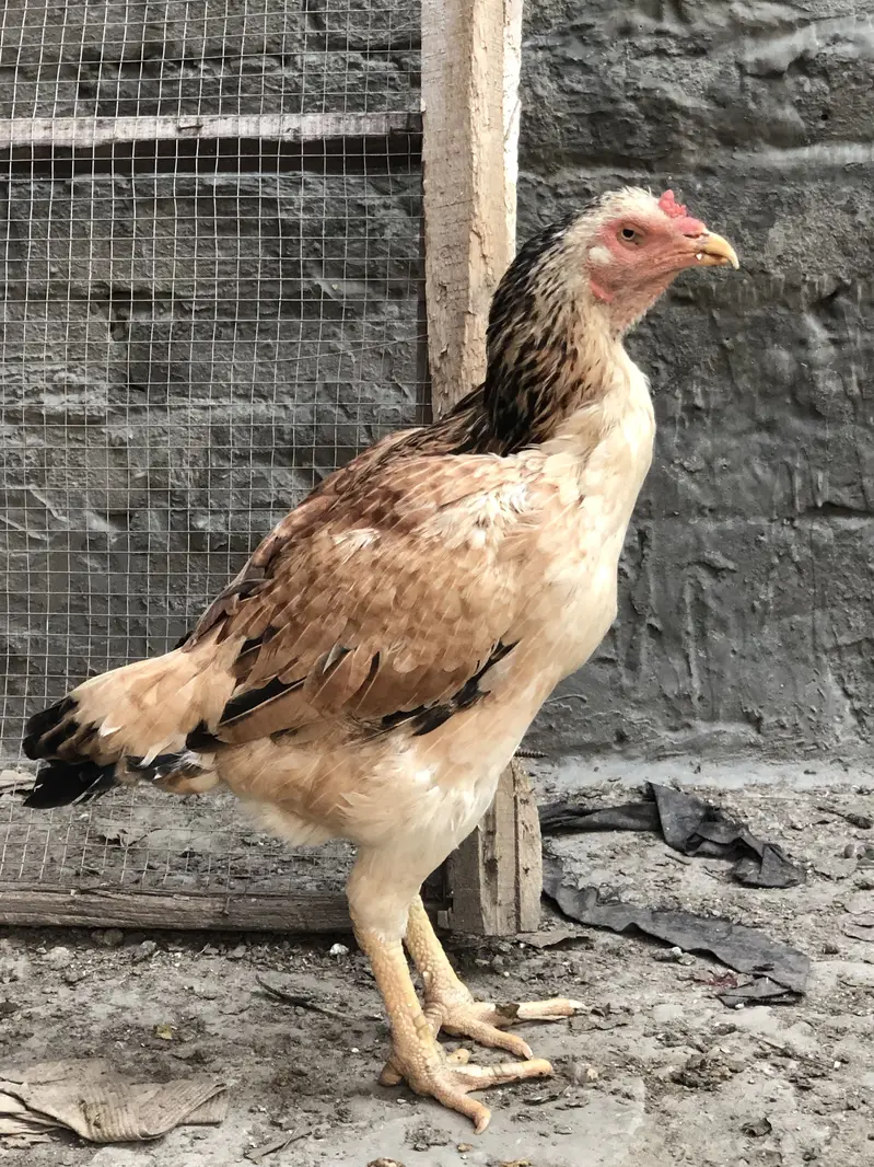 Aseel old blood line hens — photo 4