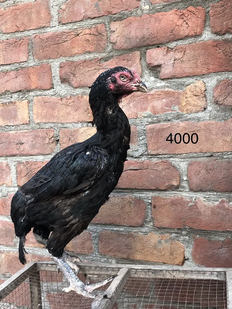 Aseel old blood line hens — photo 5