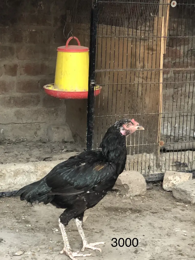 Aseel old blood line hens — photo 6